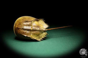 Carcinoscorpius rotundicauda (18090) a crustacean from Philippines | Taxidermy | Crabs & Shrimps & Limulus