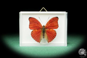 Cymothoe sangaris (18165) a butterfly from Central Africa | Taxidermy | Butterflies