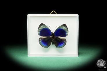 Asterope optima (18167) a butterfly from South America | Taxidermy | Butterflies