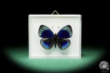 Asterope optima (18168) a butterfly from South America | Taxidermy | Butterflies