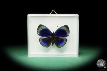 Asterope optima (18170) a butterfly from South America | Taxidermy | Butterflies