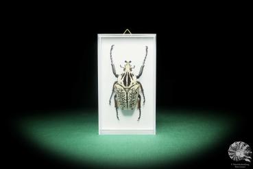 Goliathus goliatus meleagris (18181) a beetle from Africa | Taxidermy | Beetles