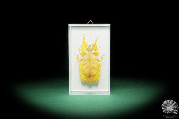 Pulchriphyllium agathyrsus (18187) a insect from Indonesia | Taxidermy | Other Insects