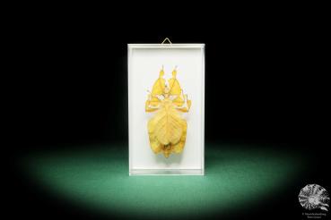 Pulchriphyllium agathyrsus (18190) a insect from Indonesia | Taxidermy | Other Insects