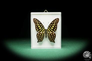 Graphium agamemnon (18192) ein Schmetterling aus Südasien | Präparate | Schmetterlinge