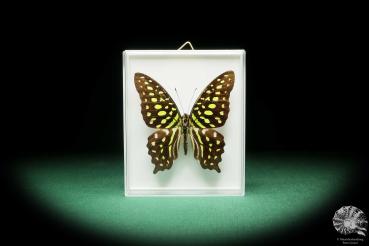 Graphium agamemnon (18193) ein Schmetterling aus Südasien | Präparate | Schmetterlinge