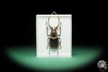 Sphaenognathus feisthamelii (18198) a beetle from South America | Taxidermy | Beetles