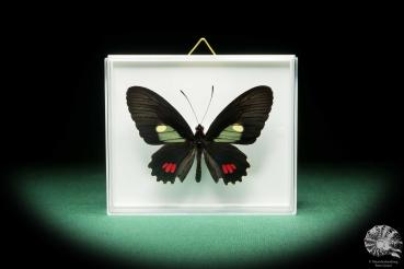 Parides erithalion erlaces (18208) a butterfly from South America | Taxidermy | Butterflies