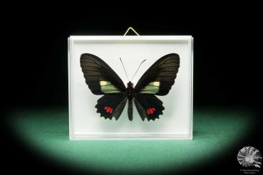 Parides erithalion erlaces (18209) a butterfly from South America | Taxidermy | Butterflies