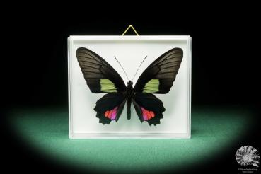 Parides vertumnus (18211) a butterfly from South America | Taxidermy | Butterflies