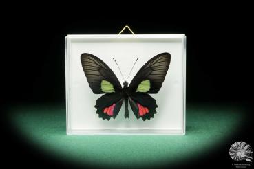 Parides vertumnus (18212) ein Schmetterling aus Südamerika | Präparate | Schmetterlinge