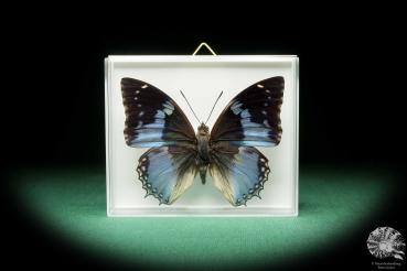 Charaxes smaragdalis (18213) a butterfly from Africa | Taxidermy | Butterflies