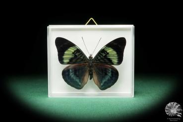 Panacea procilla (18217) ein Schmetterling aus Südamerika | Präparate | Schmetterlinge