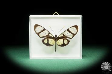 Thyridia psidii (18220) a butterfly from South America | Taxidermy | Butterflies