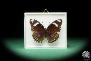 Hypolimnas bolina (18223) ein Schmetterling aus Südostasien | Präparate | Schmetterlinge