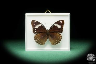 Hypolimnas bolina (18224) ein Schmetterling aus Südostasien | Präparate | Schmetterlinge