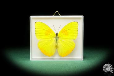 Phoebis philea (18227) a butterfly from South America | Taxidermy | Butterflies