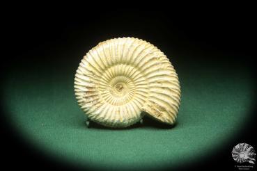 Perisphinctes spec. (18260) ein Kopffüßer aus Madagaskar | Fossilien | Kopffüßer