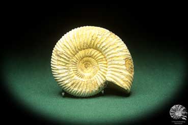 Perisphinctes spec. (18261) a cephalopod from Madagascar | Fossils | Cephalopods