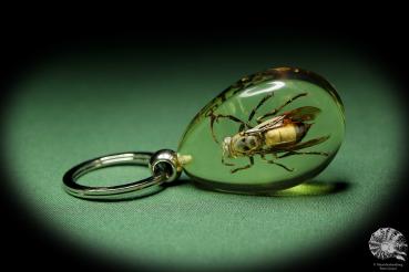 Vespa spec. (18300) a gem from Acrylic from Southeast Asia | Nature jewelry | From Acrylic