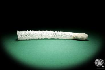 Euplectella aspergillum (18324) a sponge from Southeast Asia | Conchylia | Sponges