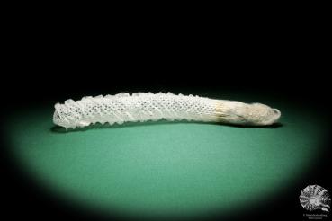 Euplectella aspergillum (18337) a sponge from Southeast Asia | Conchylia | Sponges