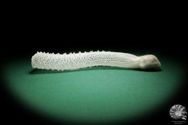 Euplectella aspergillum (18380) a sponge from Southeast Asia | Conchylia | Sponges