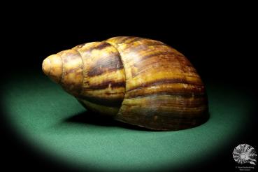 Achatina fulica (18419) a snail from Africa | Conchylia | Snails