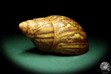 Achatina fulica (18425) a snail from Africa | Conchylia | Snails