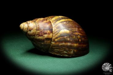 Achatina fulica (18427) a snail from Africa | Conchylia | Snails