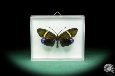 Eterusia repleta (18428) ein Schmetterling aus Südostasien | Präparate | Schmetterlinge