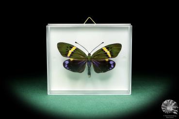 Eterusia repleta (18431) a butterfly from Southeast Asia | Taxidermy | Butterflies