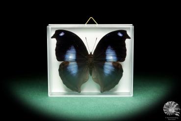 Napeocles jucunda (18433) a butterfly from South America | Taxidermy | Butterflies