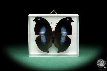 Napeocles jucunda (18434) a butterfly from South America | Taxidermy | Butterflies