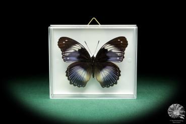 Hypolimnas salmacis (18435) a butterfly from Africa | Taxidermy | Butterflies