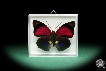 Agrias claudina (18442) ein Schmetterling aus Südamerika | Präparate | Schmetterlinge