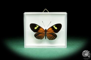 Eueides tales ssp. (18447) a butterfly from South America | Taxidermy | Butterflies