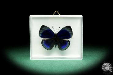 Asterope optima (18448) a butterfly from South America | Taxidermy | Butterflies