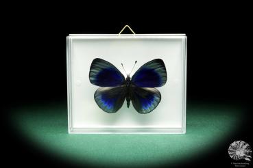 Asterope optima (18449) a butterfly from South America | Taxidermy | Butterflies