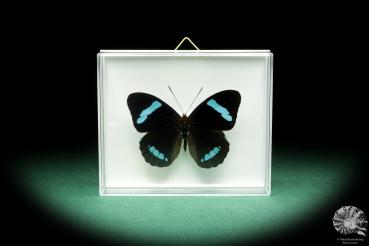 Nessaea hewitsonii (18452) a butterfly from South America | Taxidermy | Butterflies