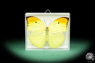 Anteos menippe (18453) a butterfly from South America | Taxidermy | Butterflies