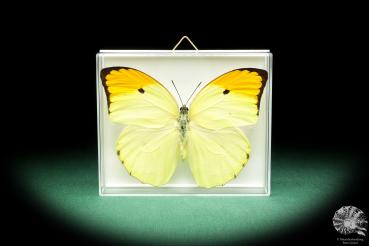 Anteos menippe (18454) a butterfly from South America | Taxidermy | Butterflies