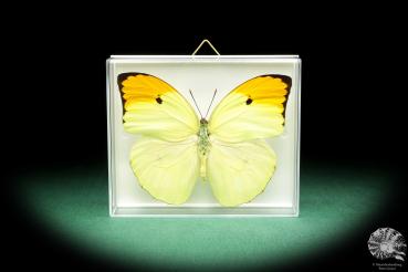 Anteos menippe (18455) a butterfly from South America | Taxidermy | Butterflies