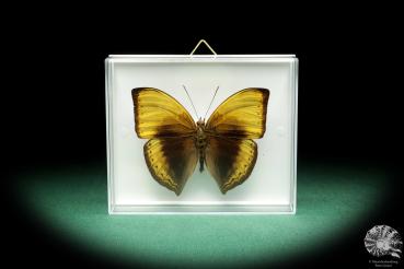 Cymothoe hypatha (18456) a butterfly from Africa | Taxidermy | Butterflies