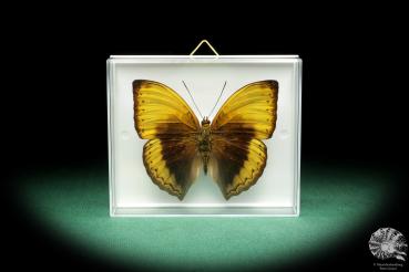 Cymothoe hypatha (18457) a butterfly from Africa | Taxidermy | Butterflies