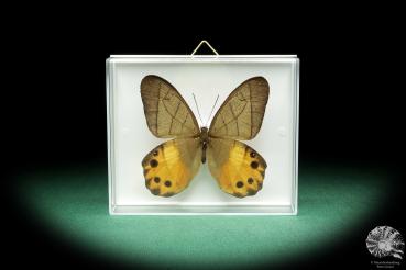 Pierella hyceta (18458) a butterfly from South America | Taxidermy | Butterflies