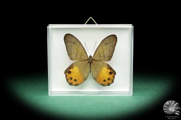 Pierella hyceta (18459) a butterfly from South America | Taxidermy | Butterflies