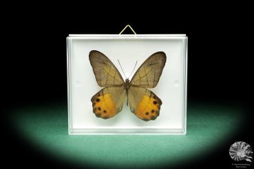 Pierella hyceta (18460) a butterfly from South America | Taxidermy | Butterflies