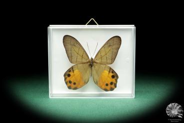 Pierella hyceta (18461) a butterfly from South America | Taxidermy | Butterflies