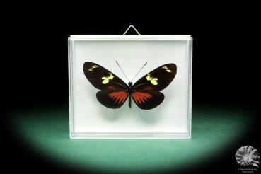 Heliconius doris (18463) a butterfly from Colombia | Taxidermy | Butterflies